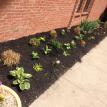 Aaco earth day this year on April 2016