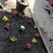 Aaco earth day this year on April 2016